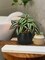 Set of 3 Mini Artificial Greenery Plants in Black Ceramic Pots – Faux Small Potted Plants for Home, Office Desk, Bathroom, Shelf & Farmhouse Decor
